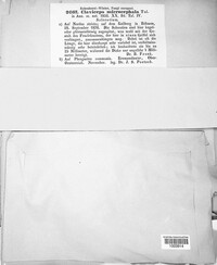 Claviceps purpurea image